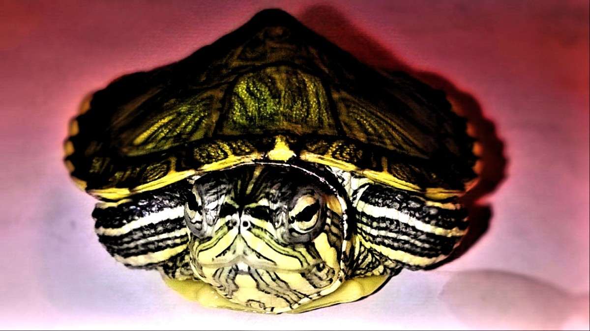 ... ����� ³���� ������ �� PhotoGeek.ru #�������� ��� #�������� ���