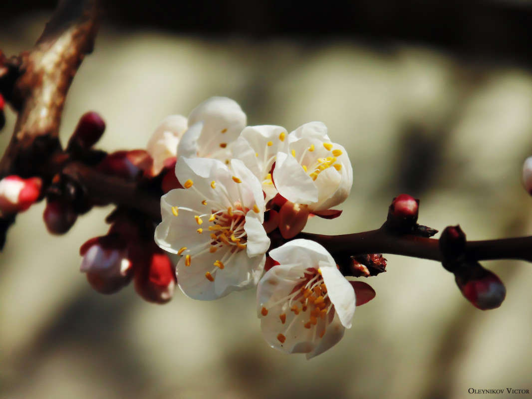 ����� ������ ����� ³���� �������� �� PhotoGeek.ru #����� #������ ��� �������