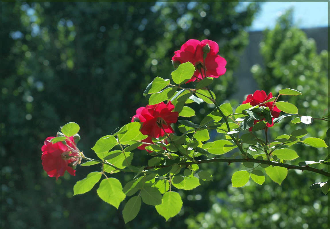 ������ ������ 3 ����� ������ ������ �� PhotoGeek.ru #������ ��� �������