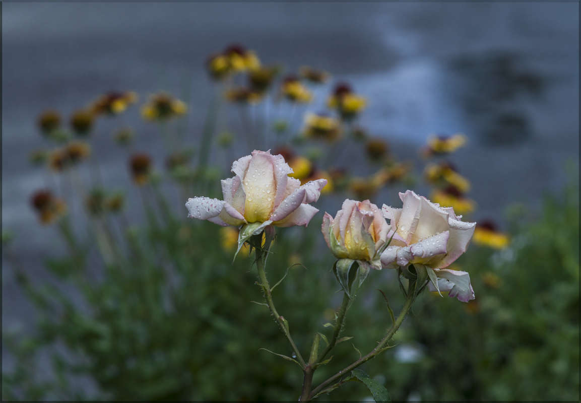 "����� �����" ����� ������ ������ �� PhotoGeek.ru #������ ��� �������