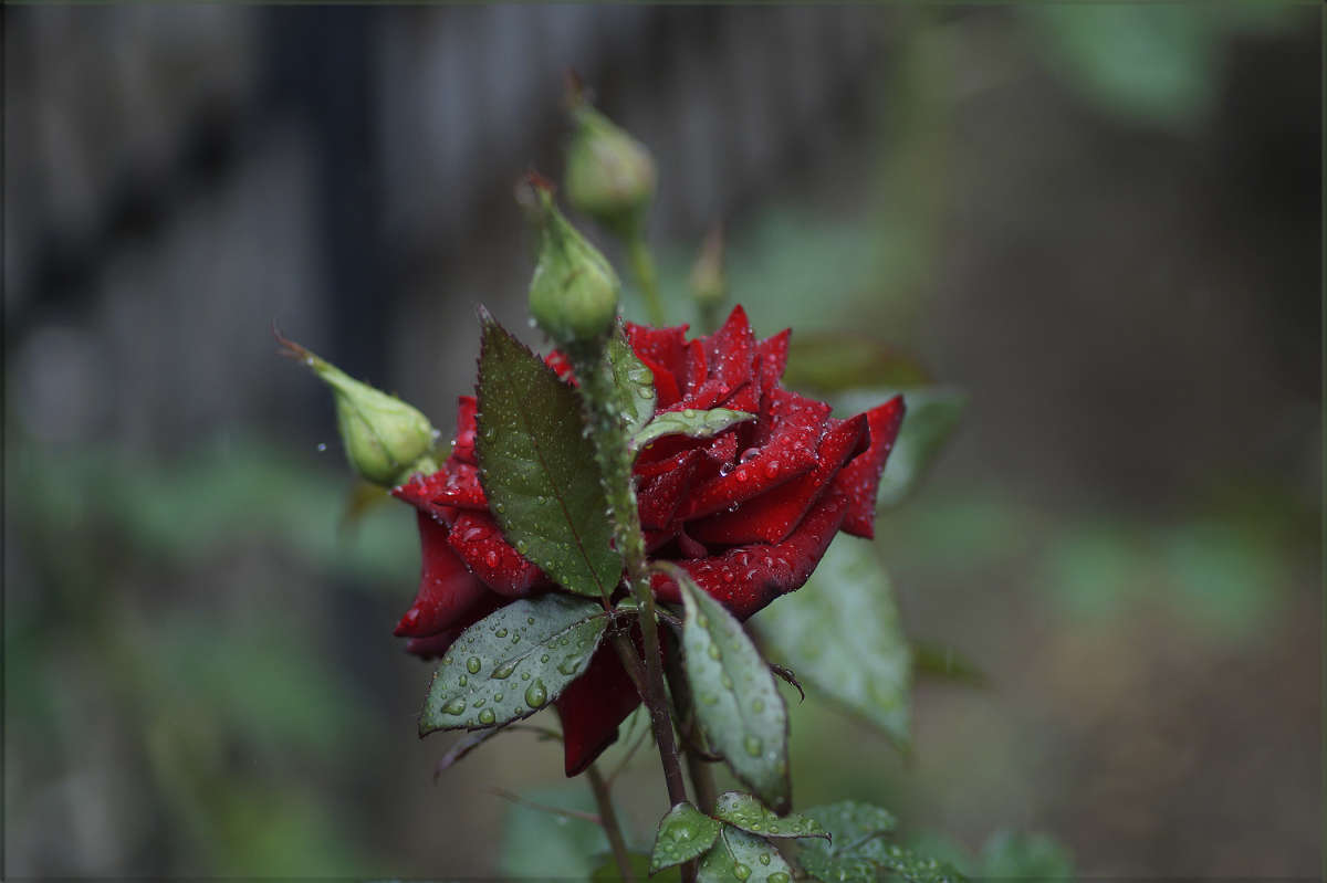 "����� ����� 4" ����� ������ ������ �� PhotoGeek.ru #������ ��� �������