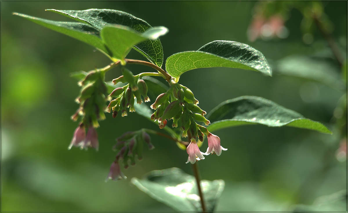 "�������� �� �������� 2" ����� ������ ������ �� PhotoGeek.ru #������ ��� �������