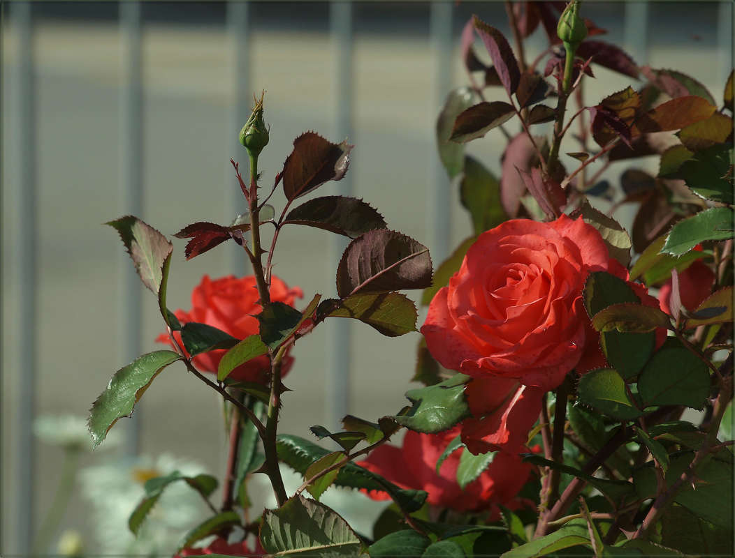 "������ ������" ����� ������ ������ �� PhotoGeek.ru #������ ��� �������