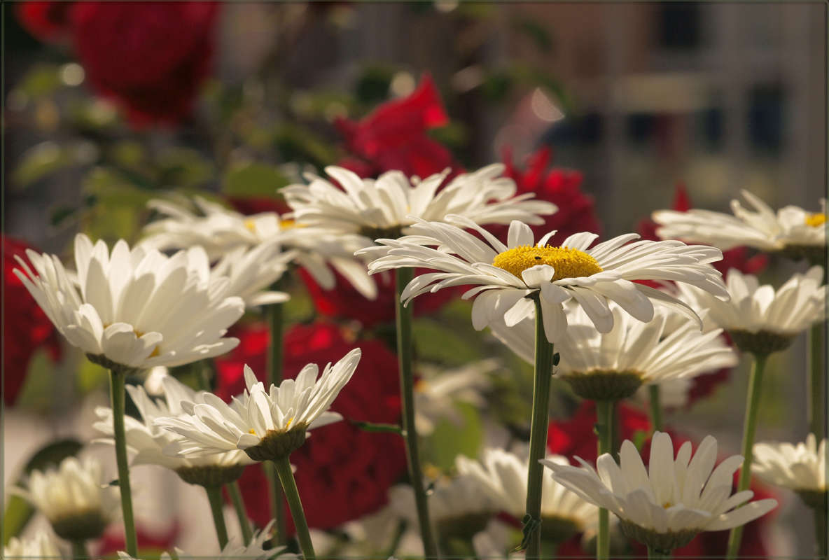 "����� ���" ����� ������ ������ �� PhotoGeek.ru #������ ��� �������