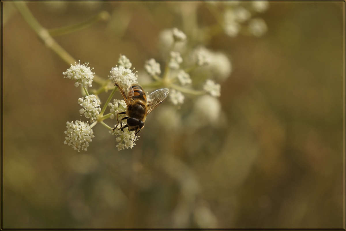 "����-����������" ����� ������ ������ �� PhotoGeek.ru #�����