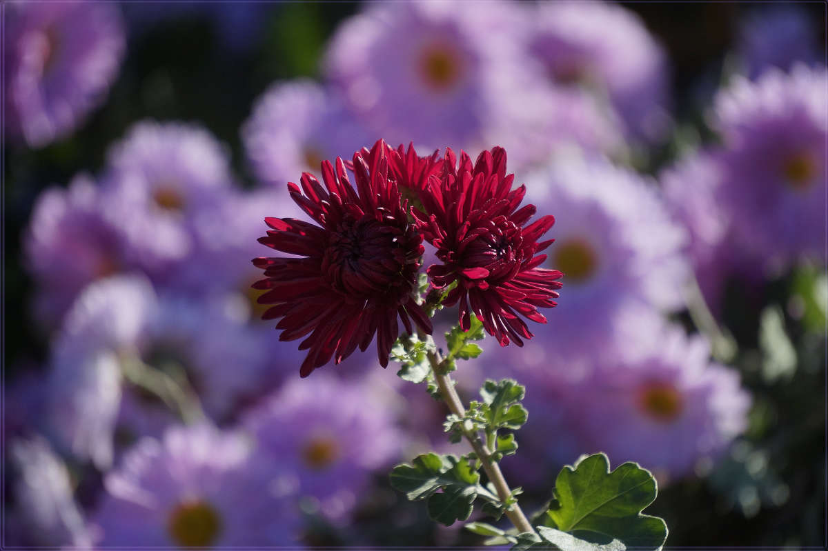 "����� ��������� 5" ����� ������ ������ �� PhotoGeek.ru #������ ��� �������