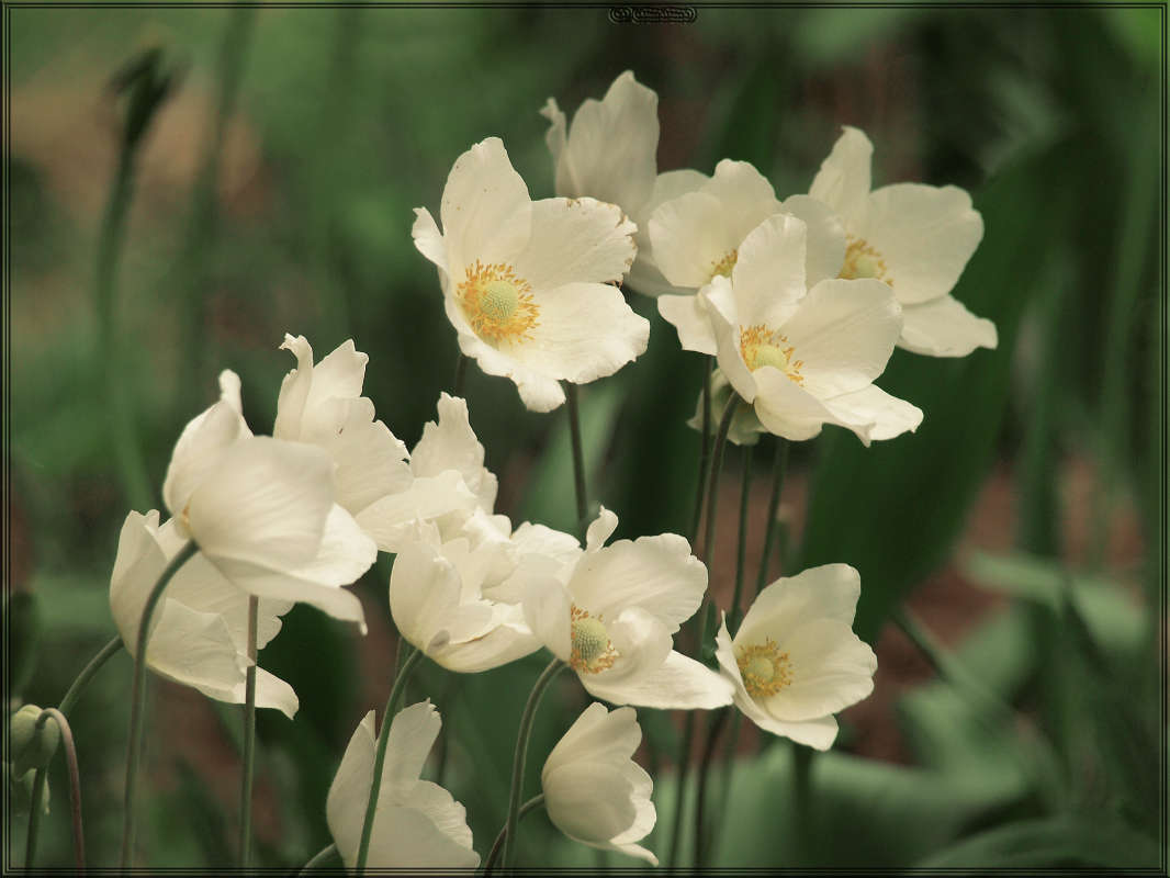 "�������� 12" ����� ������ ������ �� PhotoGeek.ru #������ ��� �������