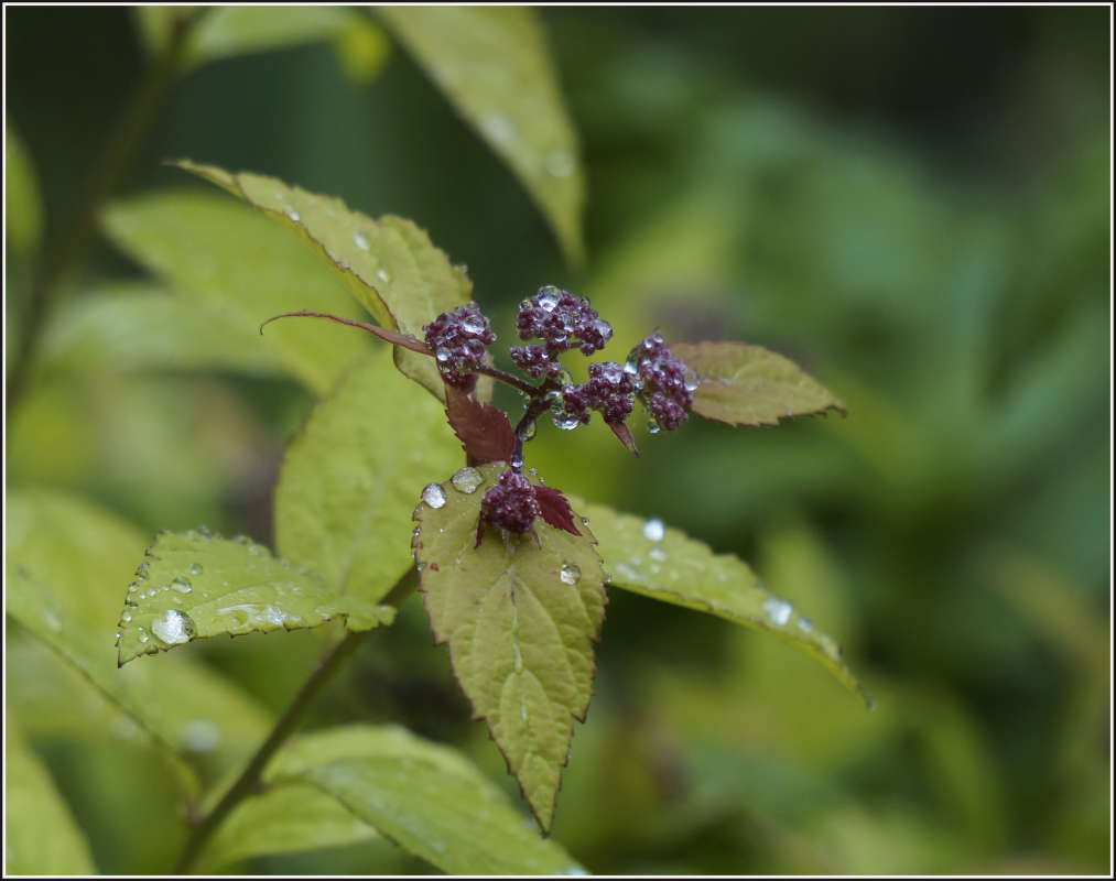 "Дождливое майское утро" автор Михаил Шейкин на PhotoGeek.ru #Пейзаж или природа