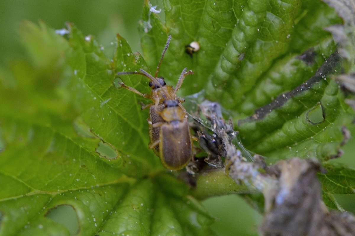   - Lochmaea caprea (Chrysomelidae Galerucinae)     PhotoGeek.ru # #