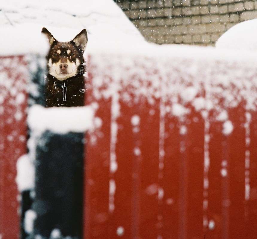 mr brown ����� ����  ��� �� PhotoGeek.ru #�������� ����������