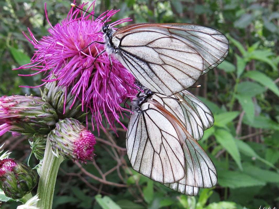 ������� �� �������� ����� �������� ������ �� PhotoGeek.ru #������ ��� �������