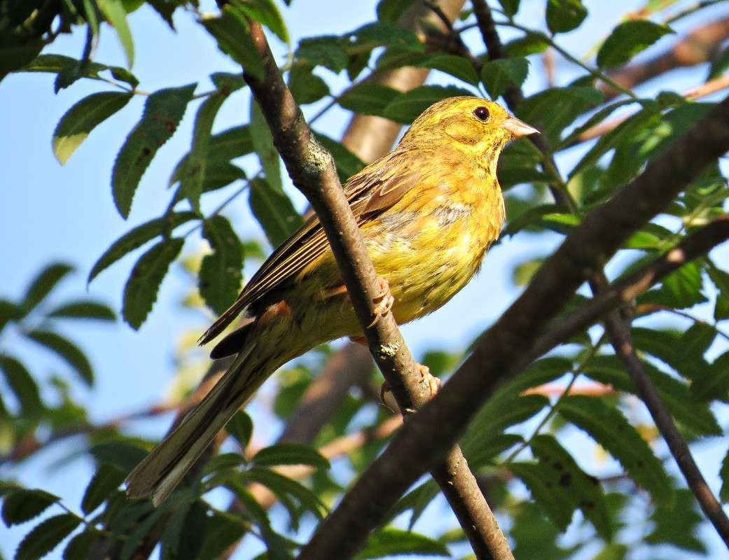 Овсянка / Овсянка / Фотография на PhotoGeek.ru