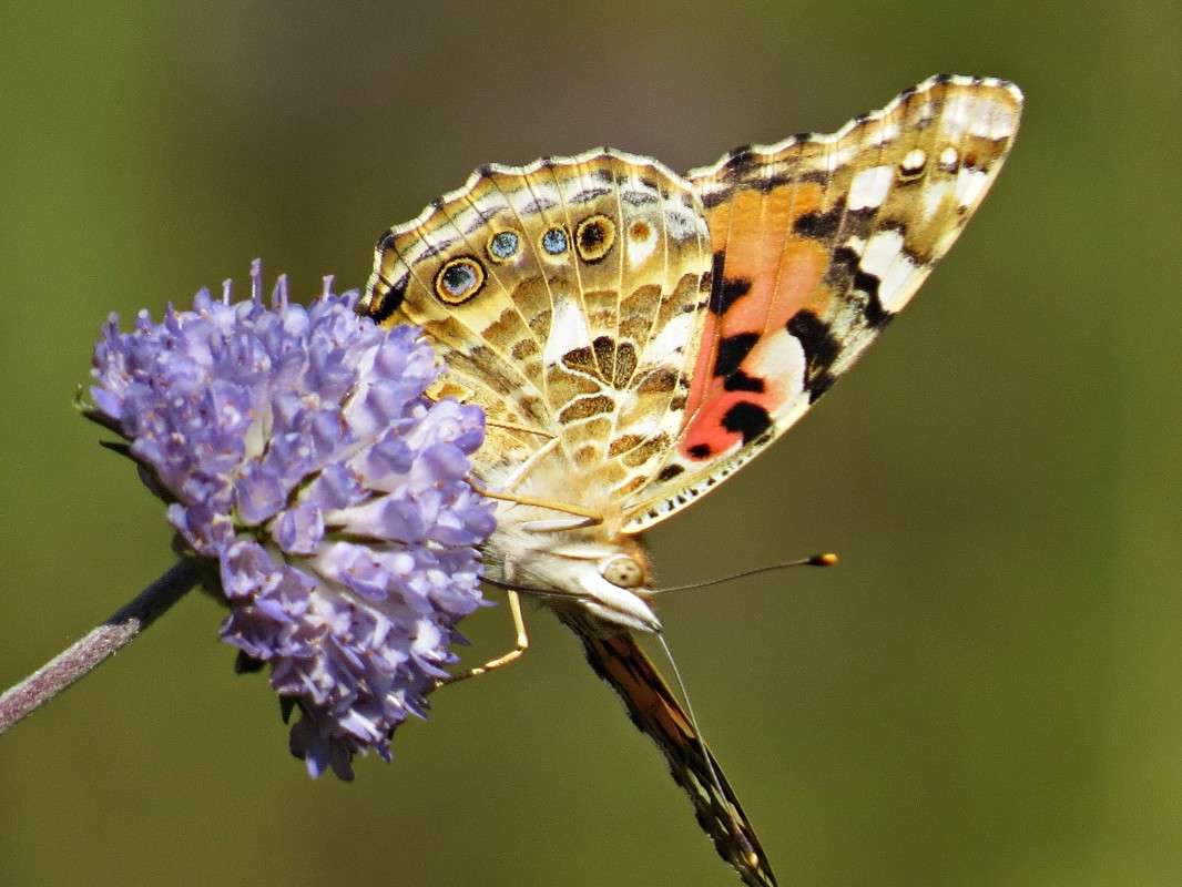 ���������-2 ����� �������� ������ �� PhotoGeek.ru #����� #�������� ��� #���������