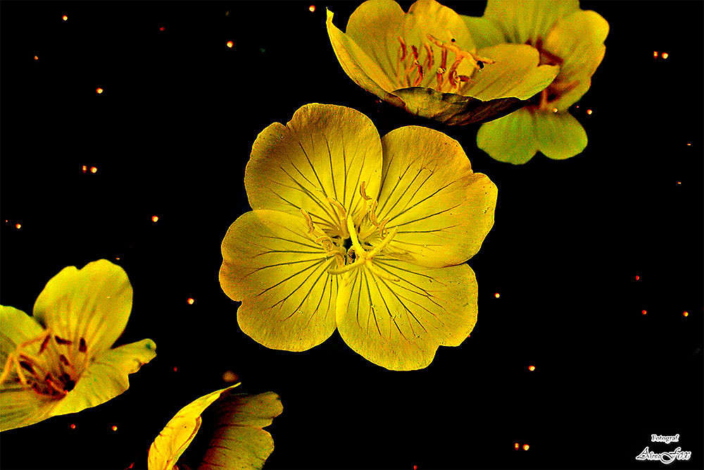 � ����������,�������!!! ����� ����� ���� �� PhotoGeek.ru #�����