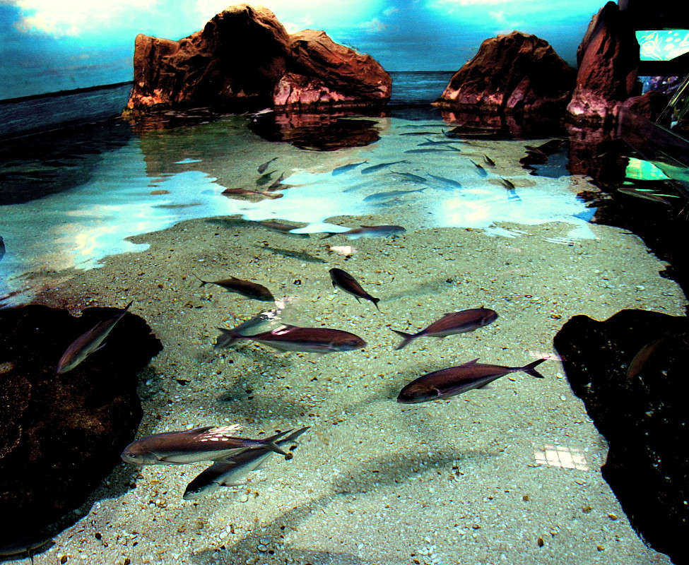 COEX Aquarium ����� ���������  �� PhotoGeek.ru #�������� ��� #���-�����������