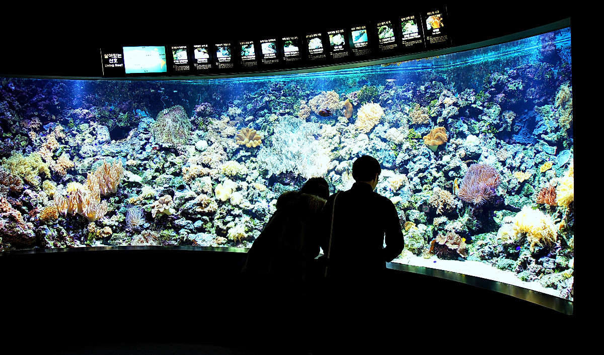 COEX Aquarium ����� ���������  �� PhotoGeek.ru #�������� ���