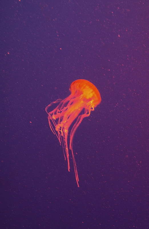 *** ����� ���������  �� PhotoGeek.ru #�������� ���