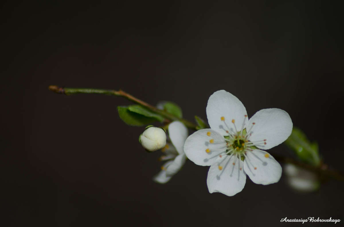 Spring blossom     PhotoGeek.ru # #  