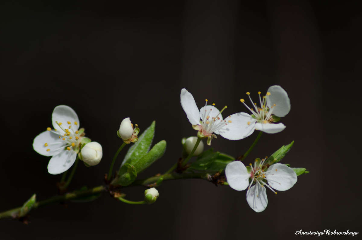 Spring blossom     PhotoGeek.ru # #  