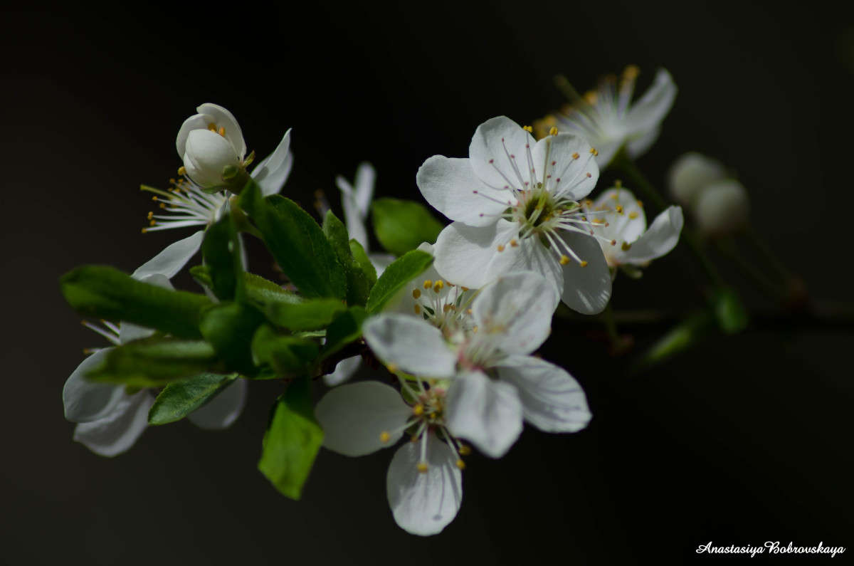 Spring Blossom     PhotoGeek.ru # #   # # #