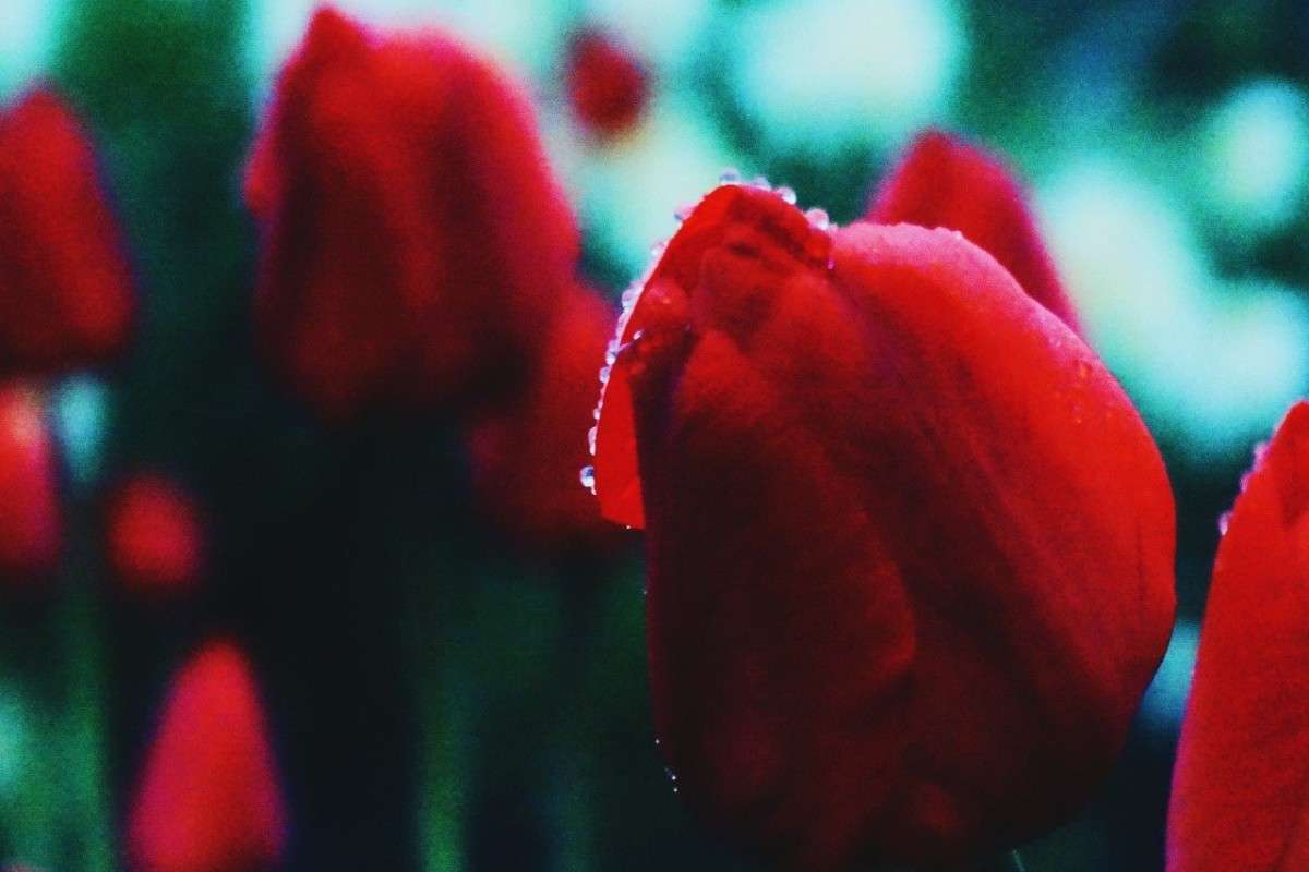 тюльпаны автор Ангелина Соколова на PhotoGeek.ru #Пейзаж или природа #Весна #Красота #Природа #Тюльпаны #фото