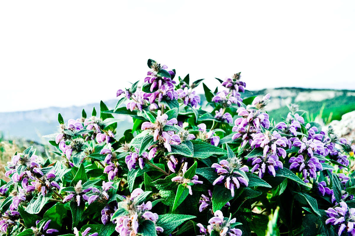 Delicacy ����� ���� ��������� �� PhotoGeek.ru #������ ��� ������� #����� ��������������