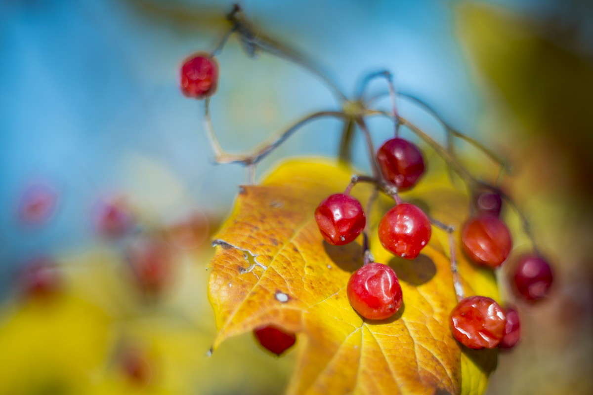 ... ����� alex  �� PhotoGeek.ru #������ ��� �������