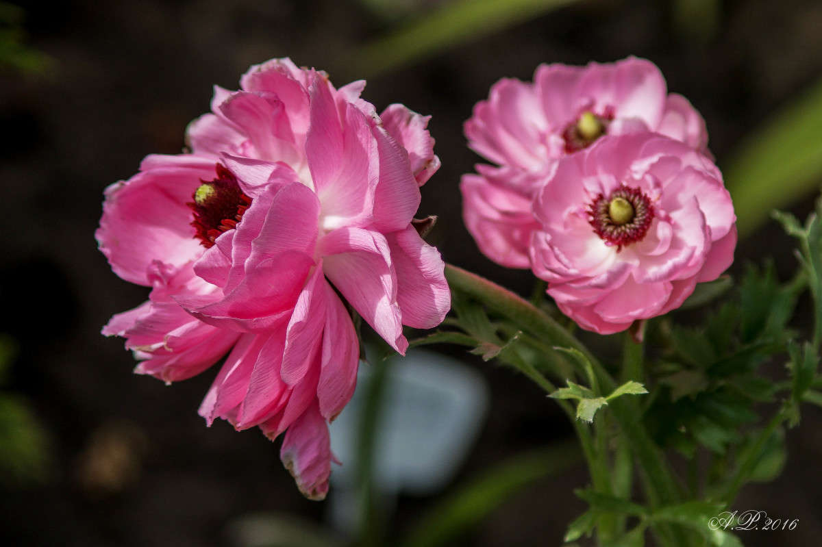 ����� ����� �������� �. �� PhotoGeek.ru #������ ��� �������