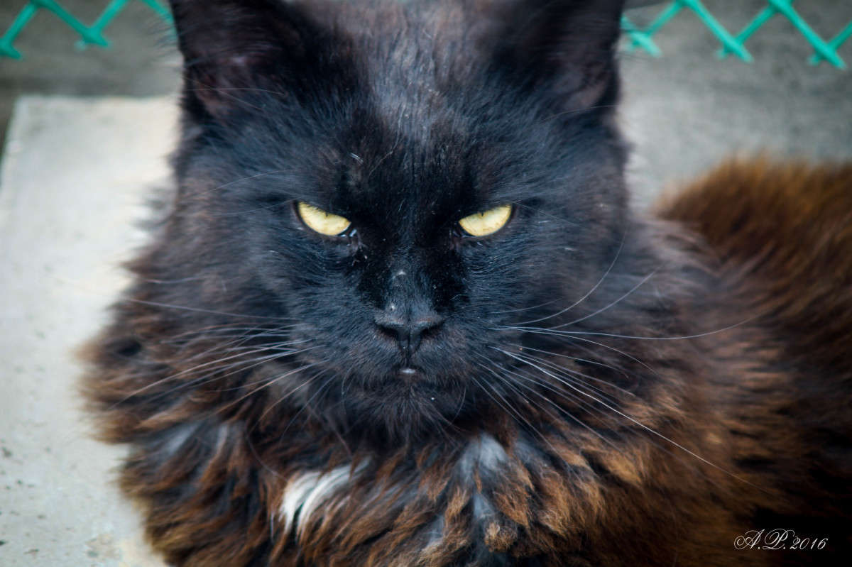 ������ ����� �������� �. �� PhotoGeek.ru #�������� ���