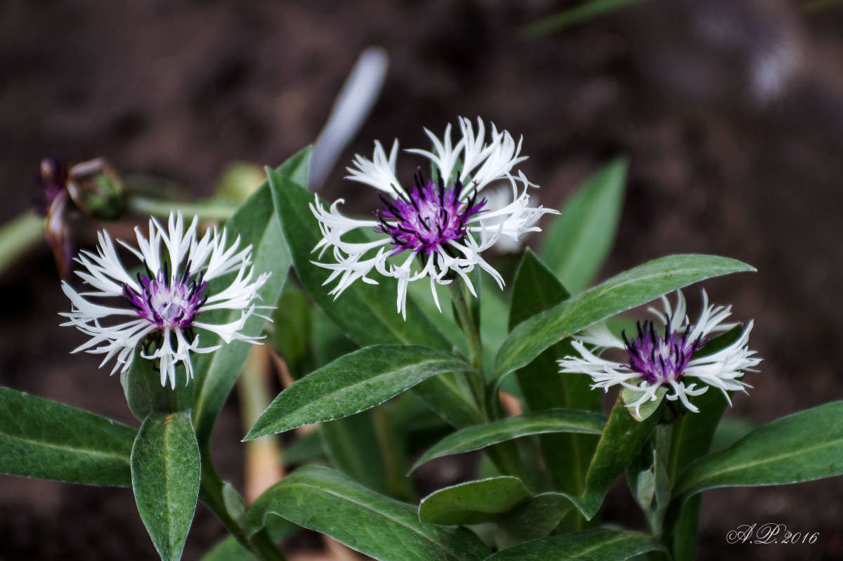 ��������. ����� �������� �. �� PhotoGeek.ru #������ ��� �������