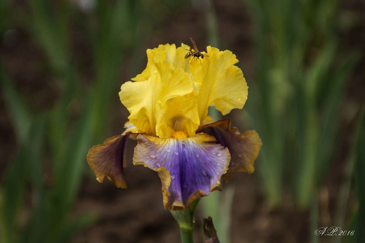 ��� ��� ������. ����� �������� �. �� PhotoGeek.ru #������ ��� �������