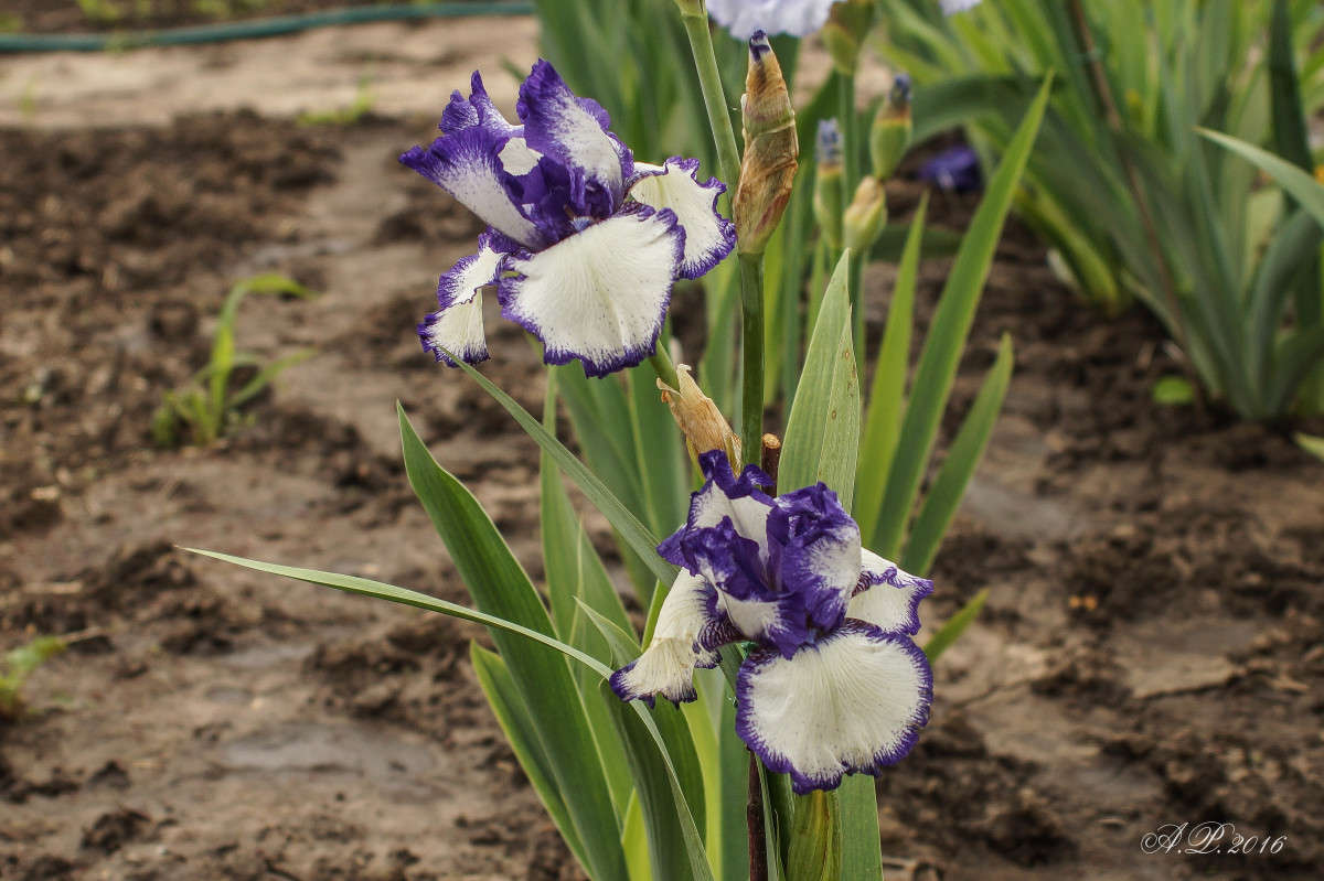 ����� ����� �������� �. �� PhotoGeek.ru #������ ��� �������