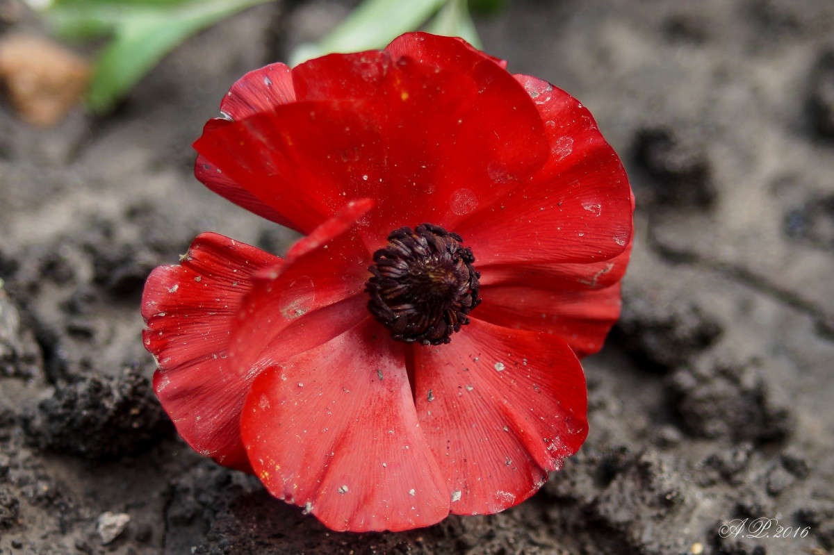 �������. ����� �������� �. �� PhotoGeek.ru #�����