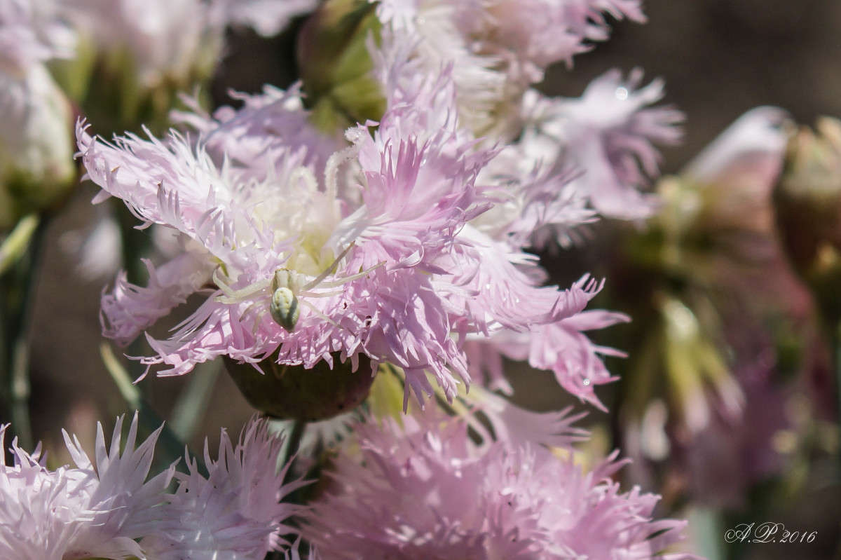 �������� ����� �������� �. �� PhotoGeek.ru #�����