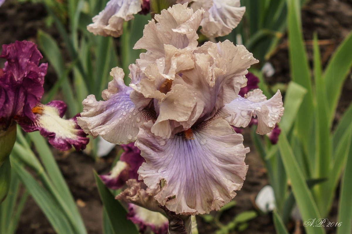 Coffee Trader ����� �������� �. �� PhotoGeek.ru #������ ��� �������