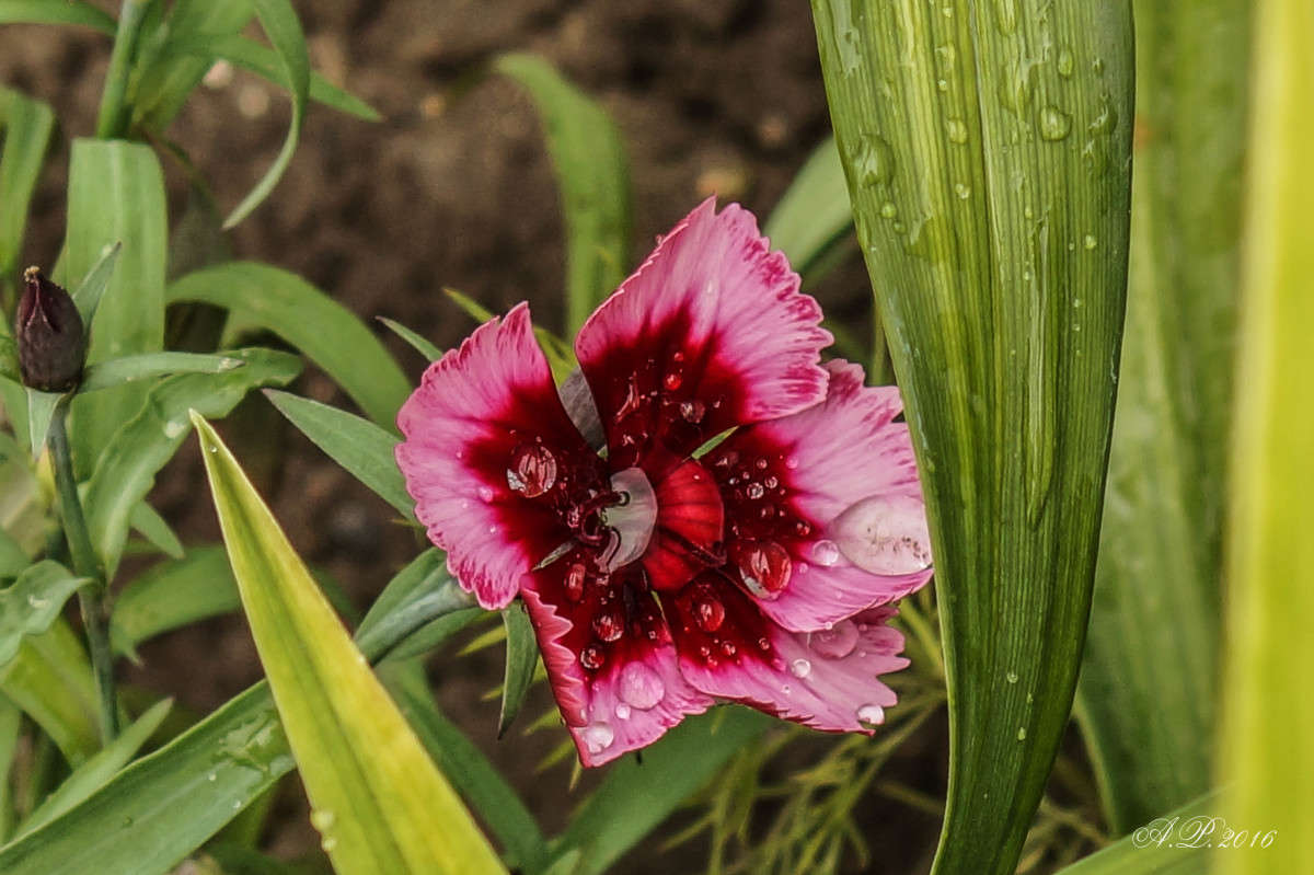 �������� ����� �������� �. �� PhotoGeek.ru #�����