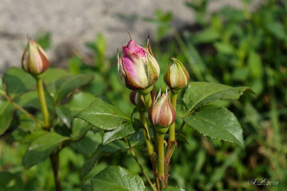 � ��������.. ����� �������� �. �� PhotoGeek.ru #������ ��� �������