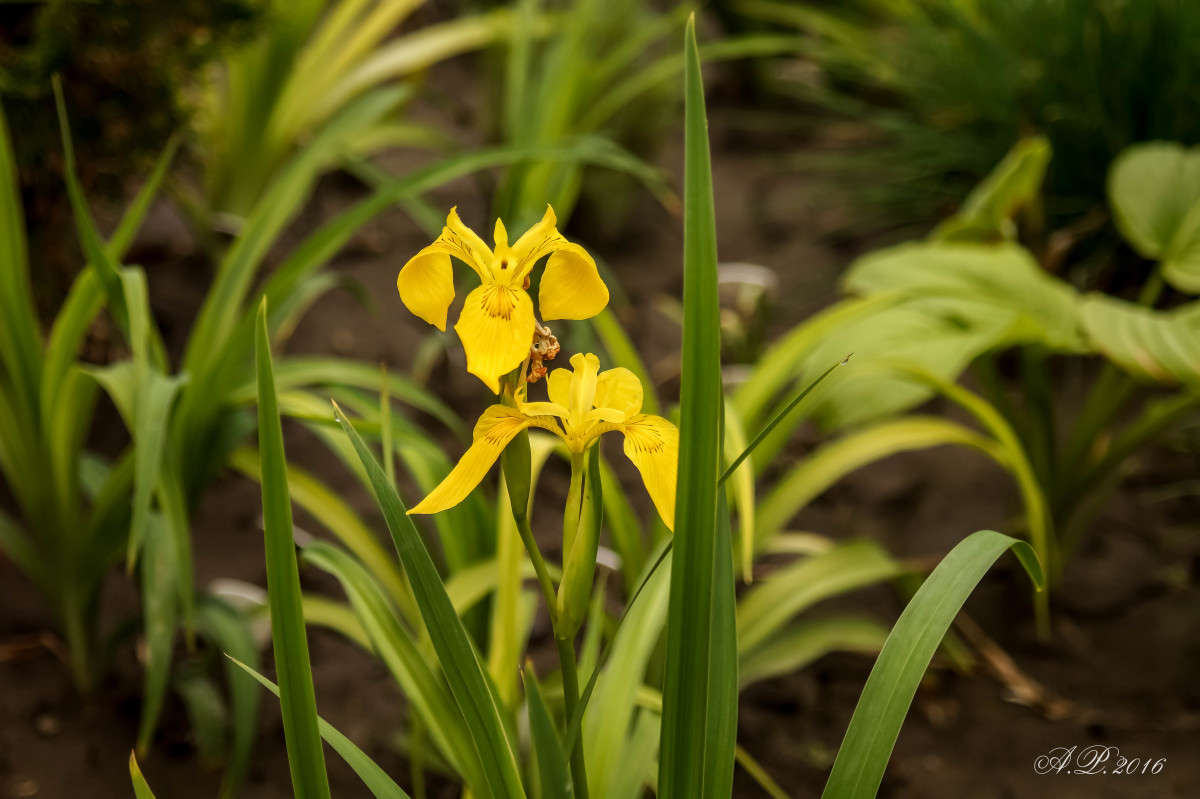 ���� ���������� ����� �������� �. �� PhotoGeek.ru #������ ��� �������