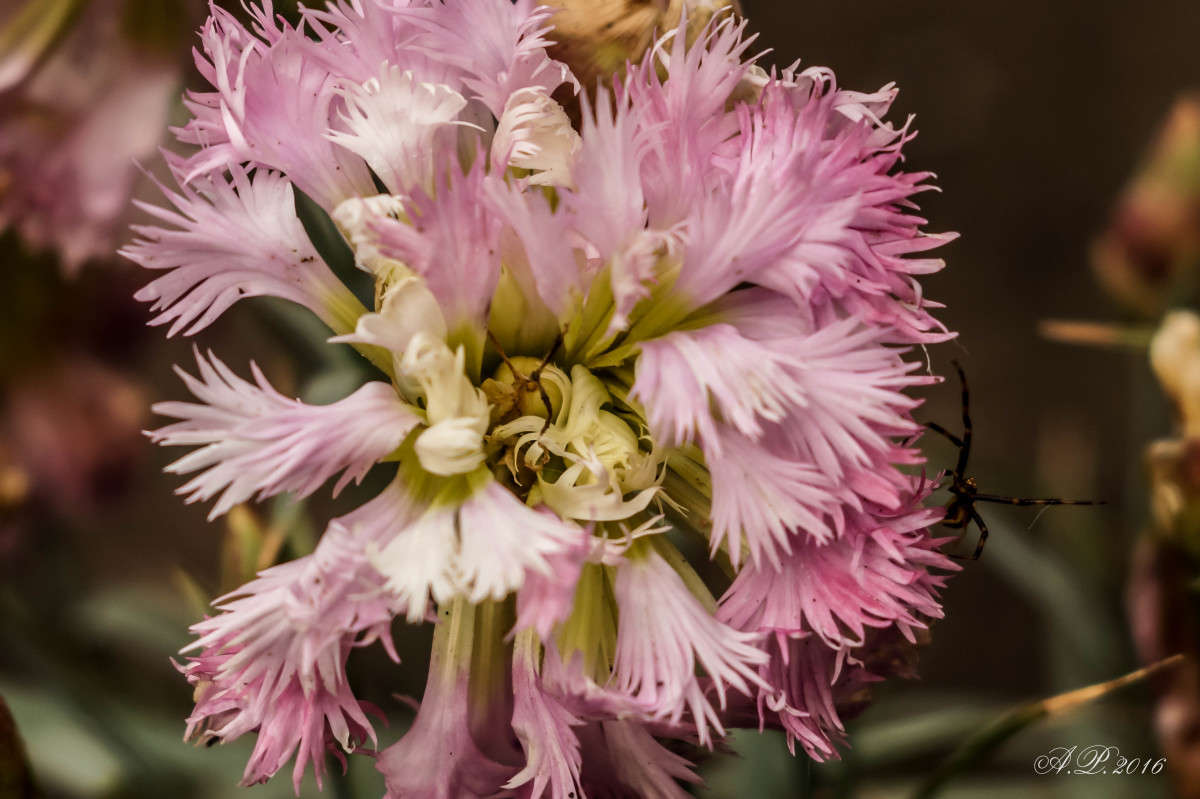 ��������. ����� �������� �. �� PhotoGeek.ru #������ ��� �������