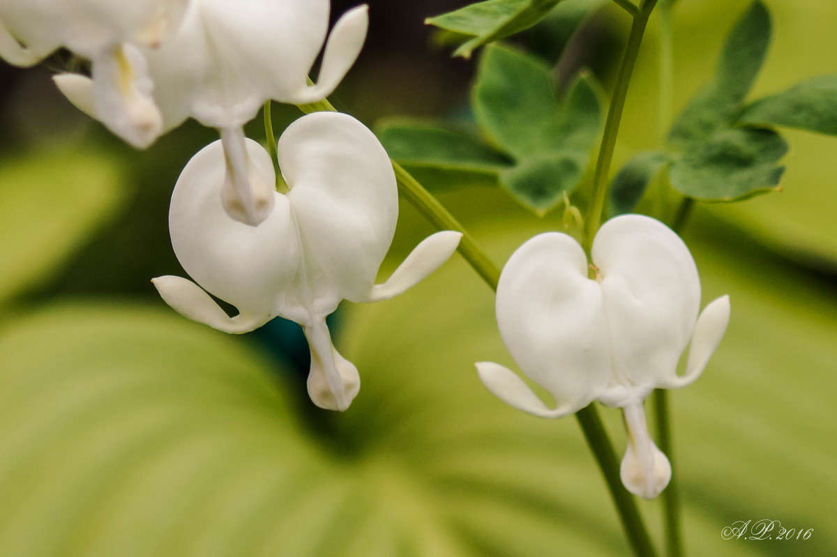 ��������. ����� �������� �. �� PhotoGeek.ru #����� #������ ��� �������