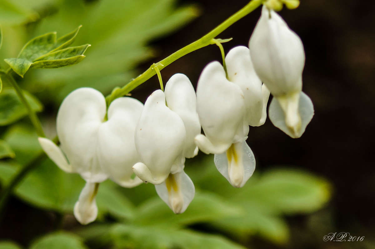 ��������. ����� �������� �. �� PhotoGeek.ru #������ ��� �������