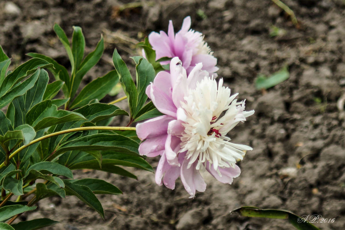 ���� ����� �������� �. �� PhotoGeek.ru #������ ��� �������