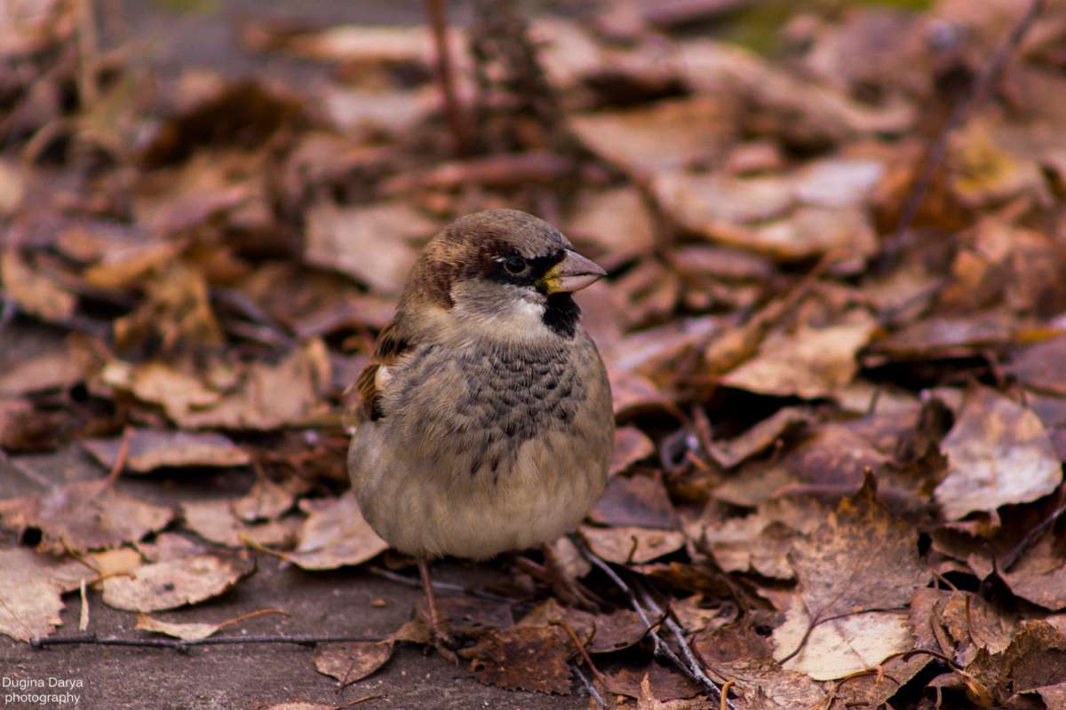Angry Bird  Dasha   PhotoGeek.ru #  # # #