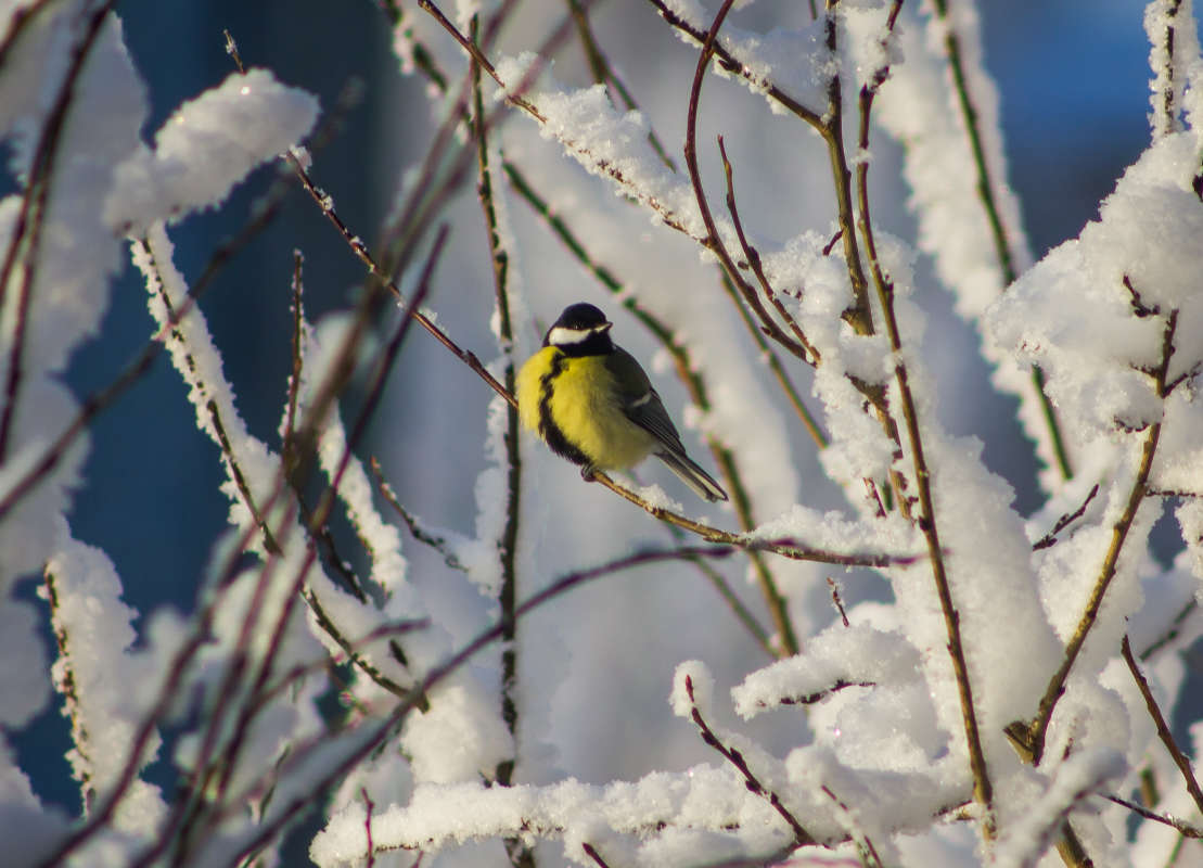 Синица автор Dasha  на PhotoGeek.ru #Животный мир #Пейзаж или природа #Зима #Птицы #Синичка