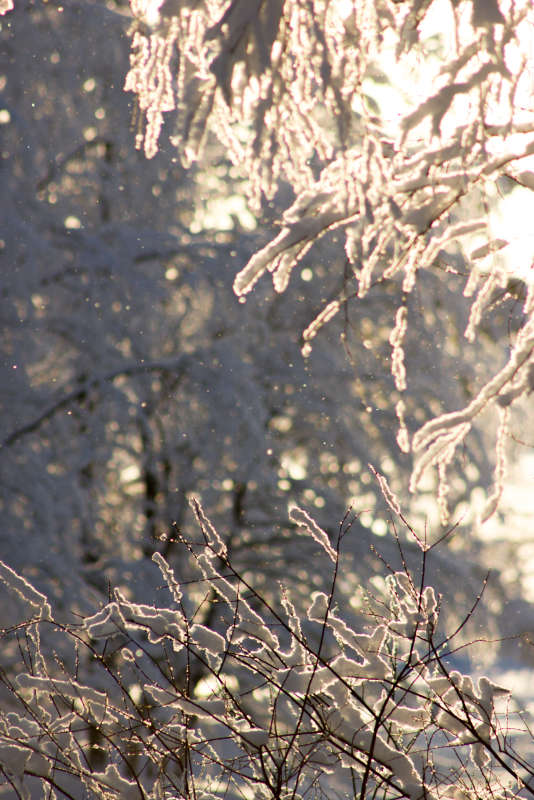 Морозко автор Dasha  на PhotoGeek.ru #Пейзаж или природа #Снег