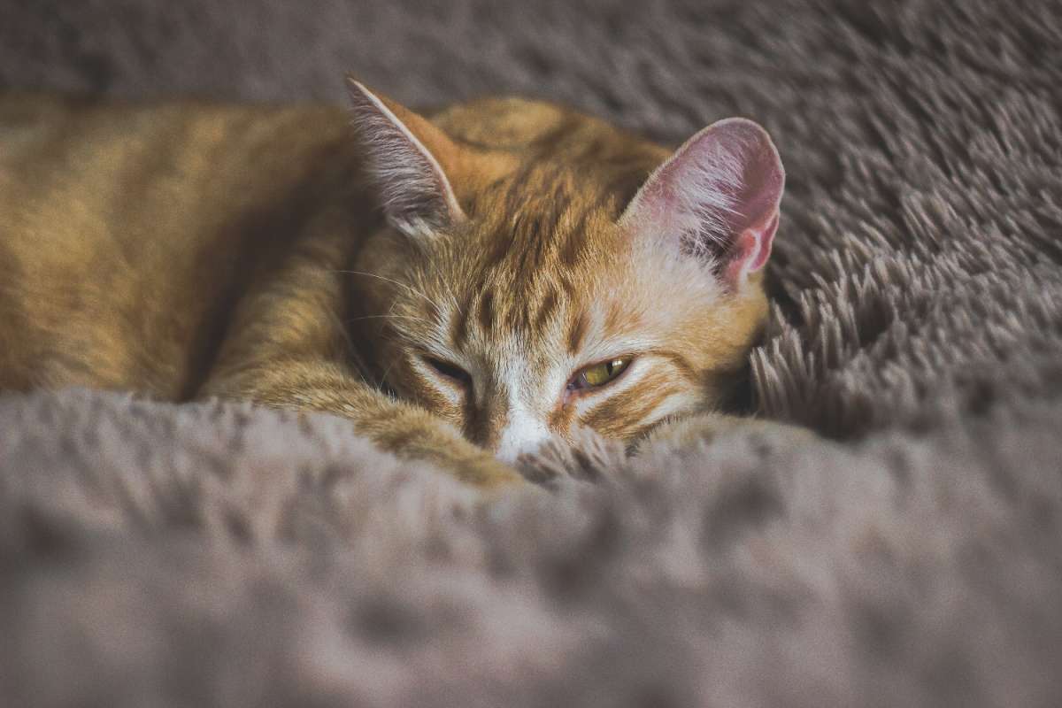 Мой сожитель автор Dasha  на PhotoGeek.ru #Животный мир #Кот #Рыжий кот