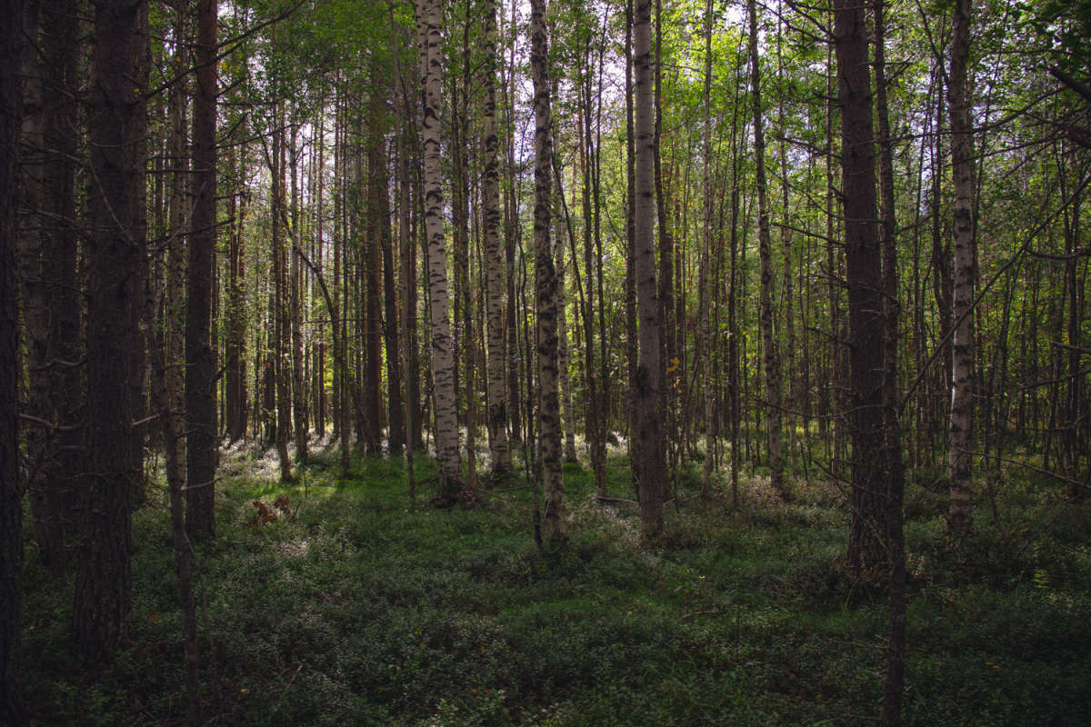 В лесу автор Dasha  на PhotoGeek.ru #Пейзаж или природа