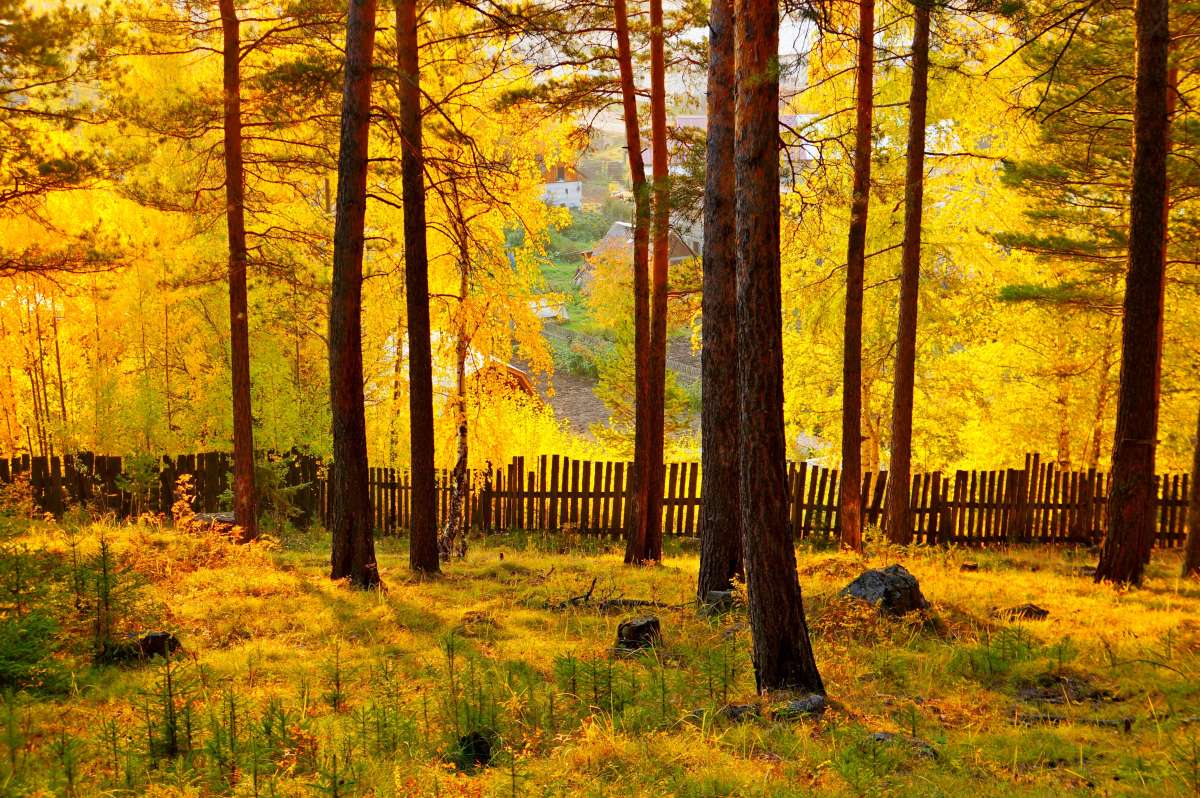 Тихо бродит осень автор галина подлопушная на PhotoGeek.ru #Пейзаж или природа