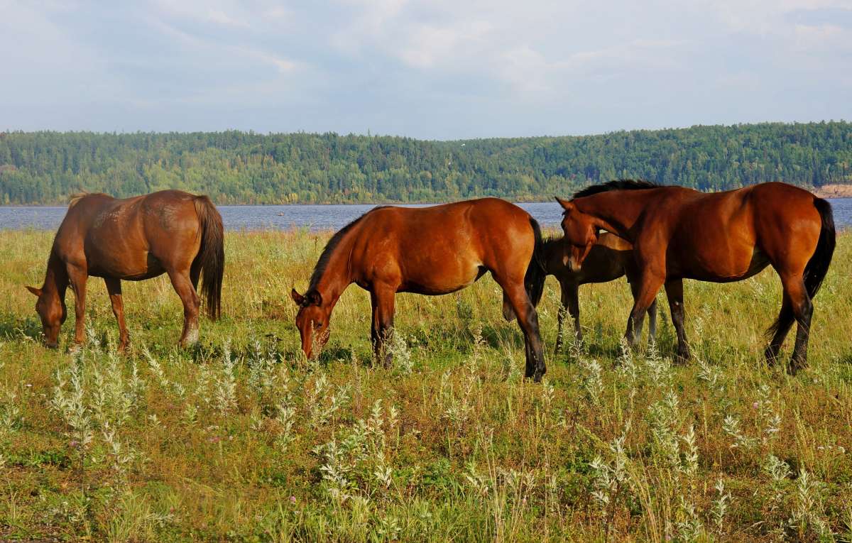 Ходят кони. автор галина подлопушная на PhotoGeek.ru #Пейзаж или природа