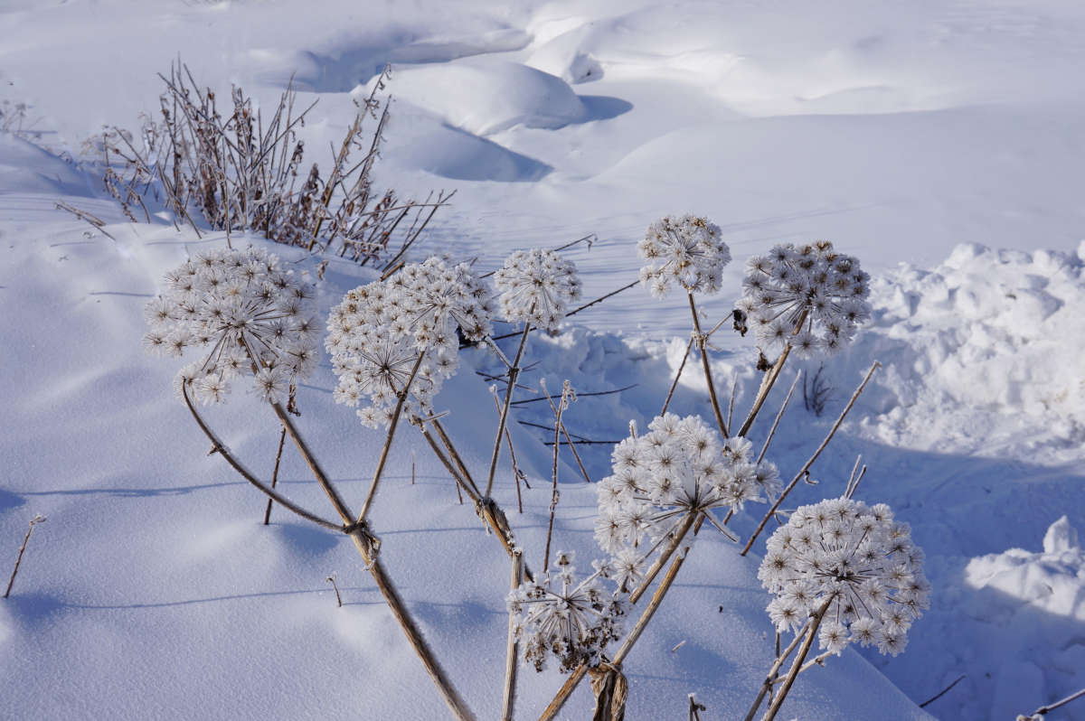 Зимние травы автор галина подлопушная на PhotoGeek.ru #Пейзаж или природа
